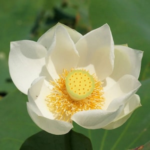 Nelumbo nucifera White, Sacred Lotus - 5 Seeds