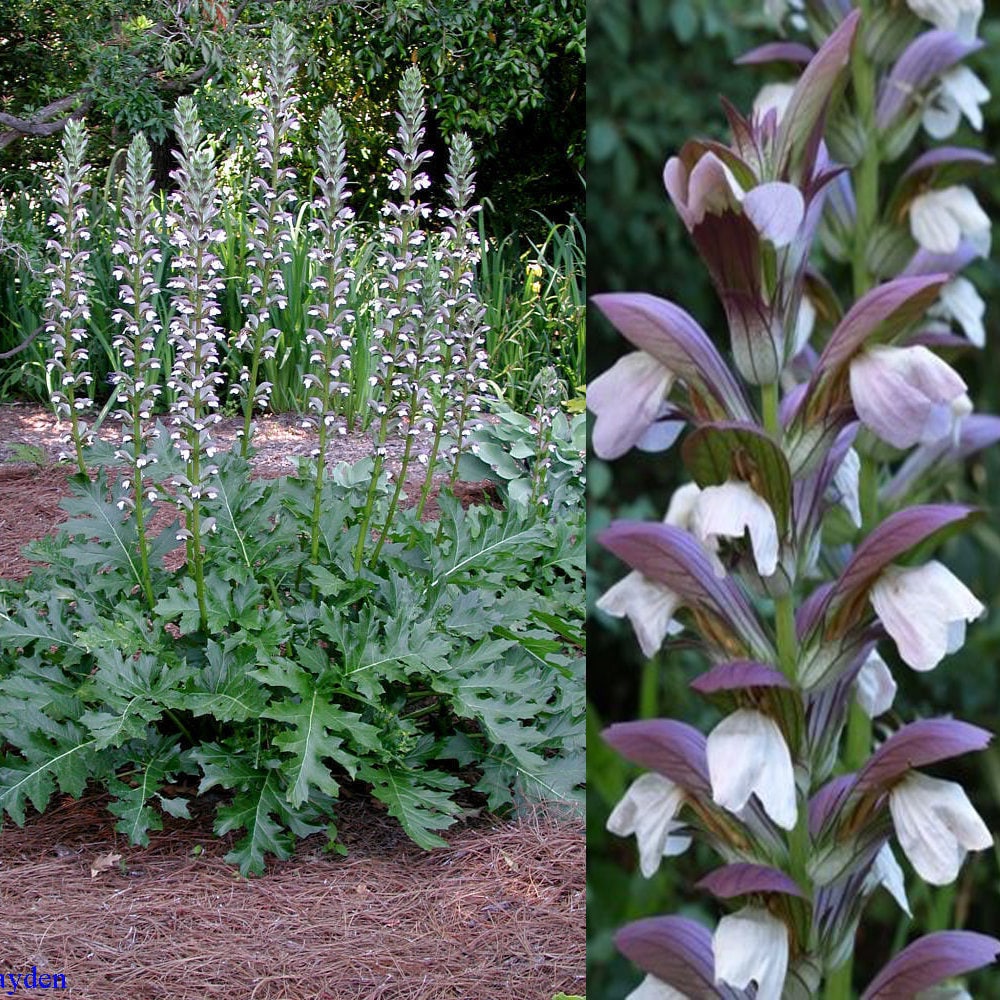 Acanthus Mollis 5 Seeds Bear's Breeches Perennial - Etsy Canada