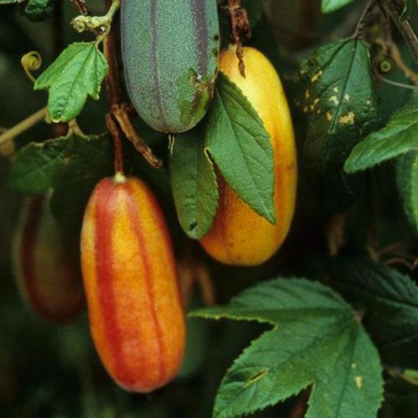 Passiflora tripartite var. Azuayensis - Fruit de la passion mango - Très Rare 5 Graines
