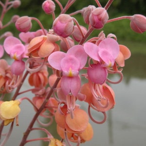 Cassia grandis Pink Shower Tree 10 Seeds image 3