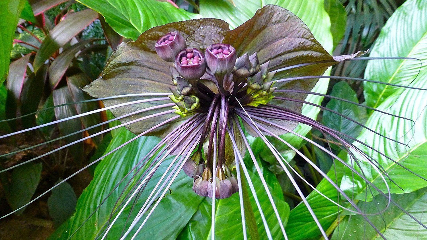 Tacca Chantrieri Flor de murciélago negro Orquídea Negra - Etsy México