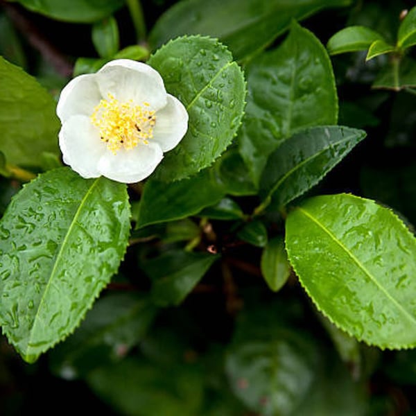 Camellia sinensis Darjeeling - Teepflanze - 5 Samen
