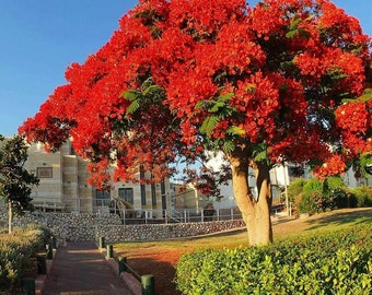 Delonix Regia - Boom van vuur, Flamboyant, Royal Poinciana - 10 zaden