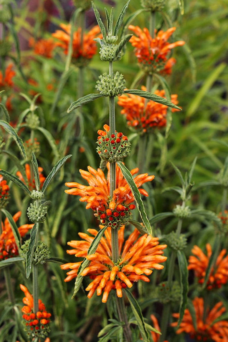 Leonotis leonurus 20 seeds Lion's Tail Wild Dagga image 7