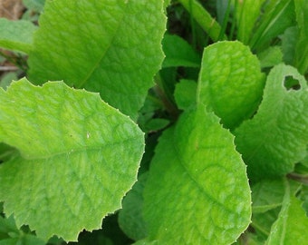 50 Stevia Rebaudiana Seeds - NATURAL SWEETENER ORGANIC - Sugar Substitute
