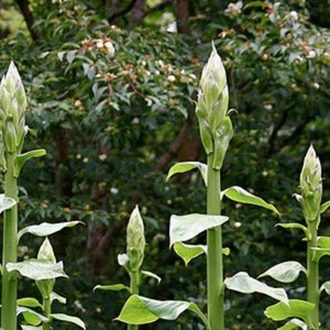Giant Himalayan Lily Cardiocrinum Giganteum Yunnan 50 seeds image 7
