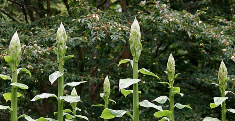 Giant Himalayan Lily Cardiocrinum Giganteum Yunnan 50 seeds image 7