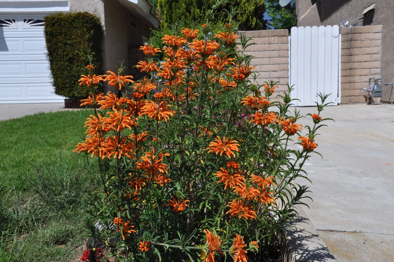 Leonotis leonurus 20 seeds Lion's Tail Wild Dagga image 3