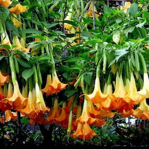 Brugmansia Sanguinea Aurea Golden Angel's trumpet Flowering Tree Seed 5 Seeds image 5