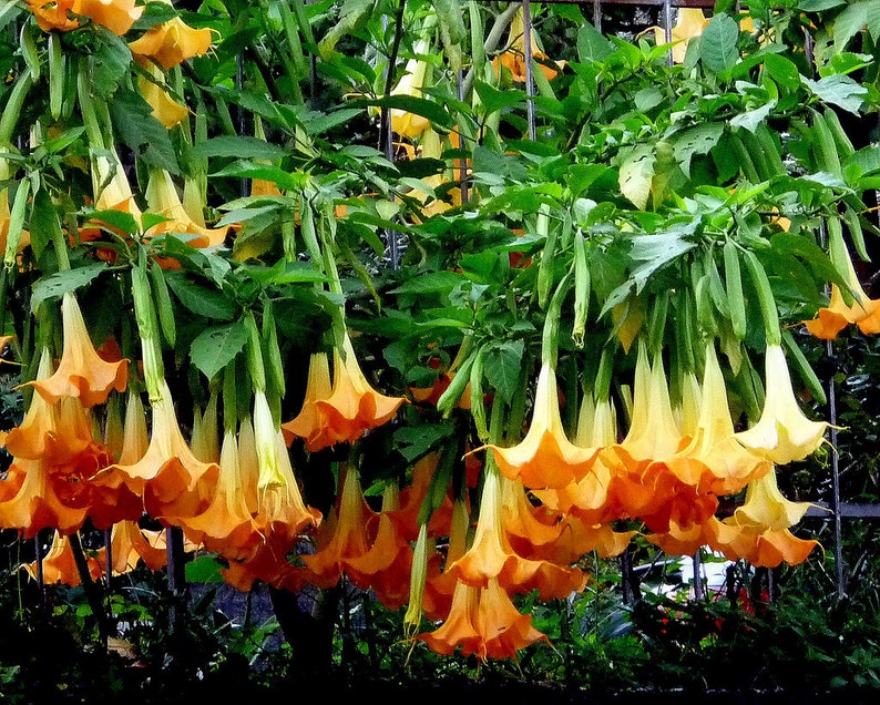 Brugmansia Sanguinea Aurea Golden Angel/'s trumpet Flowering Tree Seed 5 Seeds
