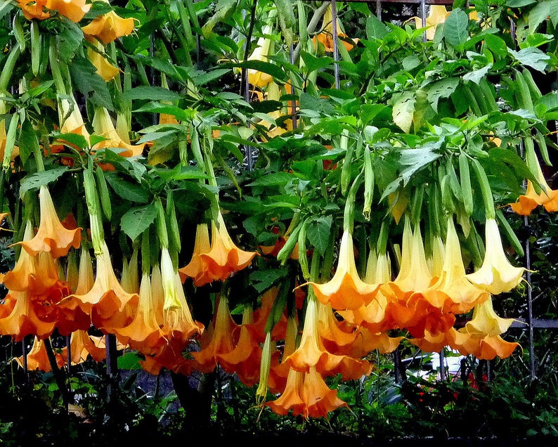 Brugmansia Sanguinea Aurea Golden Angel's trumpet Flowering Tree Seed 5 Seeds image 5