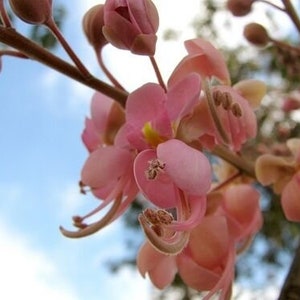 Cassia grandis Pink Shower Tree 10 Seeds image 7