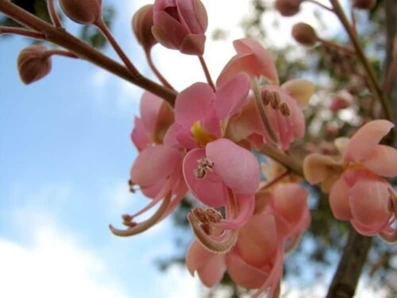 Cassia grandis Pink Shower Tree 10 Seeds image 7