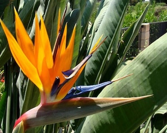 Strelitzia reginae - Orange Bird of Paradise - 5 Seeds