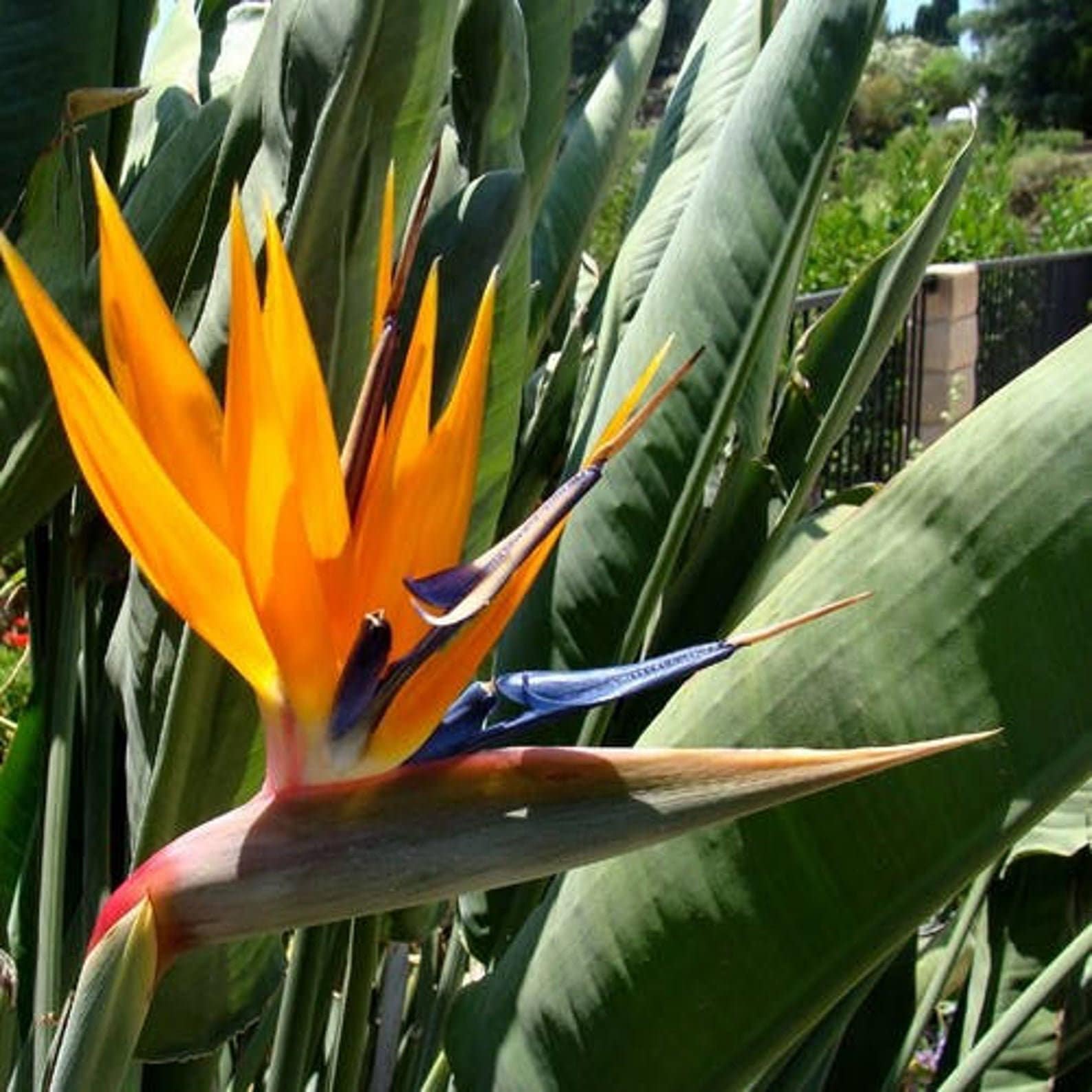 ストレリチア レギネ - オレンジ色の極楽鳥花 - 種子 5 個
