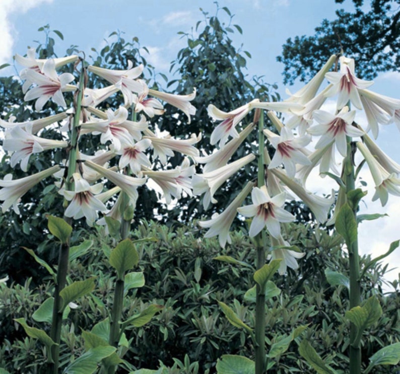 Giant Himalayan Lily Cardiocrinum Giganteum Yunnan 50 seeds image 1