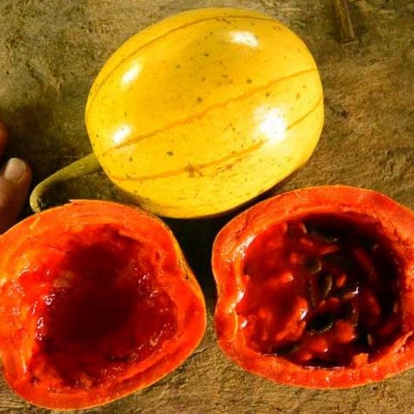Passionsfrucht Panama ** SEHR SELTEN ** Cionosicyos Macranthus - 5 Samen