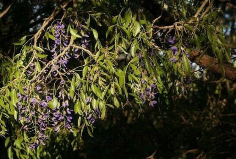 Tree Wisteria Bolusanthus Speciosus 6 Bonsai Seeds image 7