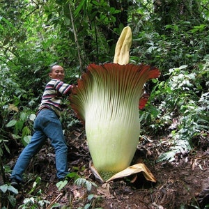 Amorphophallus Paeoniifolius Elephant Yam Perennial Tropical Aroid 5 Seeds image 2