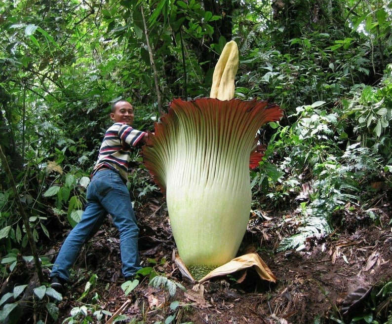 Amorphophallus Paeoniifolius Elephant Yam Perennial Tropical Aroid 5 Seeds image 2