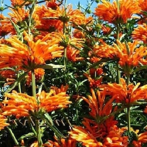 Leonotis leonurus 20 seeds Lion's Tail Wild Dagga image 9