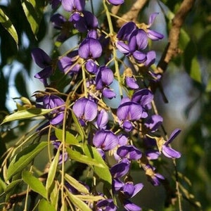 Tree Wisteria Bolusanthus Speciosus 6 Bonsai Seeds image 2