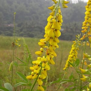 Crotalaria Pallida Smooth Rattlebox, Rattlepod Perennial Herb 50 Seeds image 2