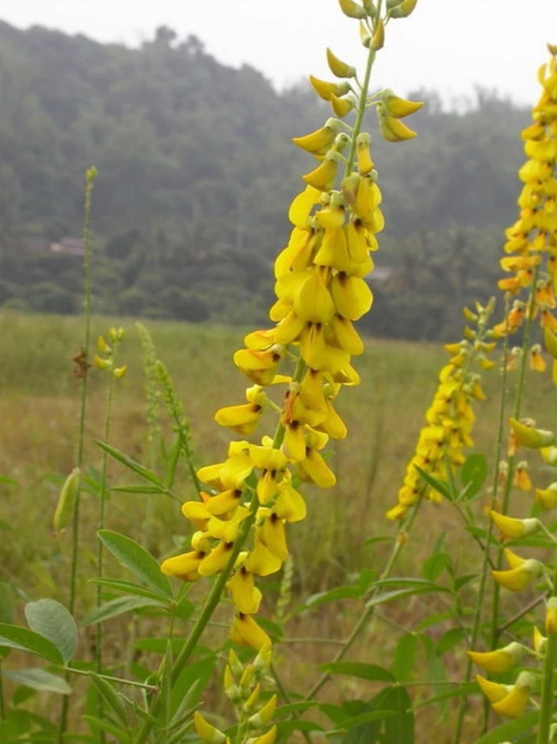 Crotalaria Pallida Smooth Rattlebox, Rattlepod Perennial Herb 50 Seeds image 2