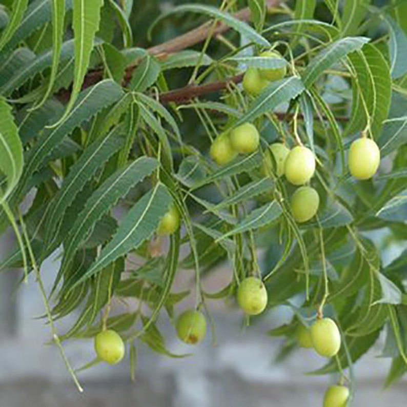 Neem tree Seeds Azadirachta indica 5 Seeds image 1