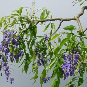 Tree Wisteria Bolusanthus Speciosus 6 Bonsai Seeds image 8