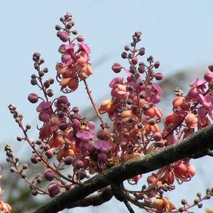 Cassia grandis Pink Shower Tree 10 Seeds image 9