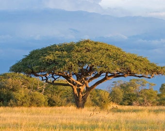 Acacia planifrons - Umbrella Thorn - Babul Flowering Tree - 20 Seeds