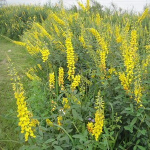 Crotalaria Pallida Smooth Rattlebox, Rattlepod Perennial Herb 50 Seeds image 3