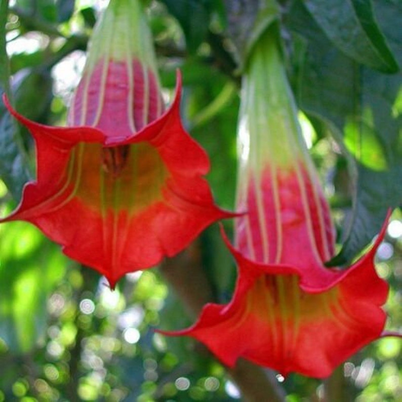 10 Brugmansia Sanguinea Seeds Scarlet Angels Trumpet Datura Unique Red Flower image 2