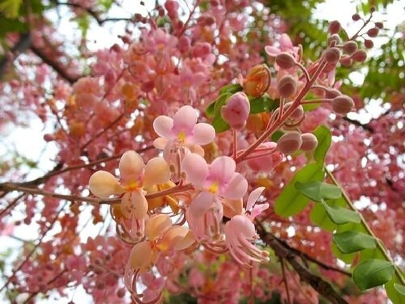 Cassia grandis Pink Shower Tree 10 Seeds image 10