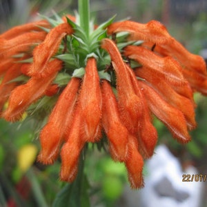 Leonotis leonurus 20 seeds Lion's Tail Wild Dagga image 10