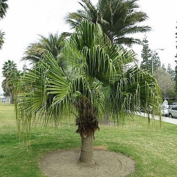 Livistona Chinensis 10 graines - Bonsaï de palmier chinois en éventail Plante ornementale, Grand arbre à feuilles persistantes Fontaine Palmier