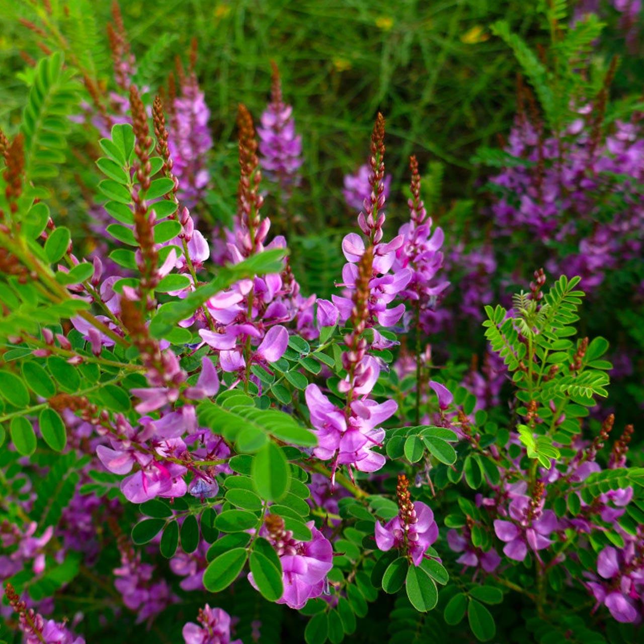 Indaco Naturale In Polvere - Colorante Per Tessuti E Lana, 100% Indigofera Tinctoria, 100g - Foto 4