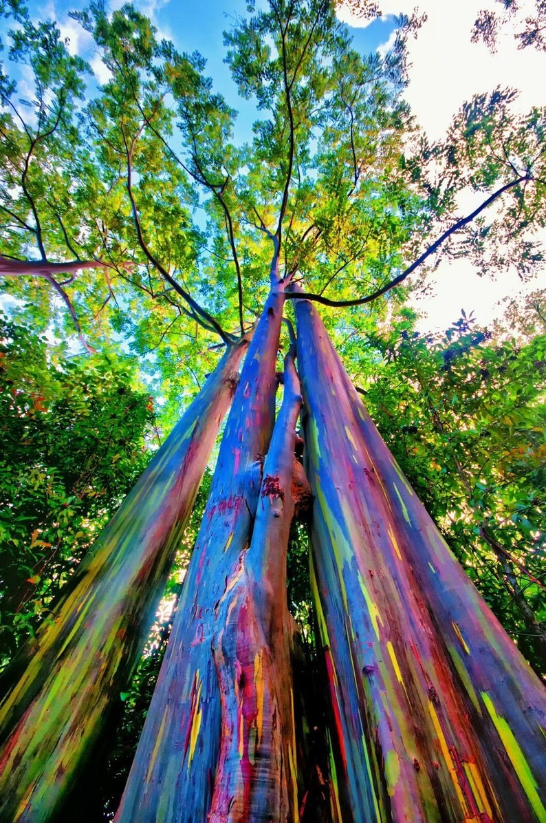 Eucalyptus deglupta 100 Samen Regenbogen Eukalyptus schöne