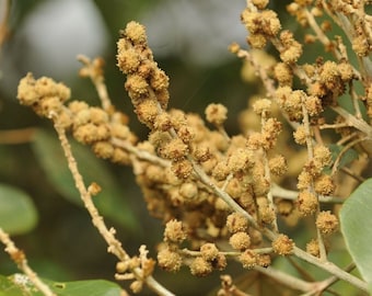 Mallotus tetracoccus seeds - Rottlera ferruginea - Rusty Kamala Tree - 10 Seeds