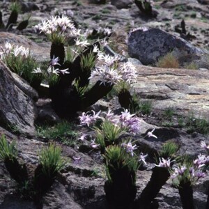 Xerophyta Retinervis Black Stick Lily Rare Cold and Drought Hardy 10 seeds image 3