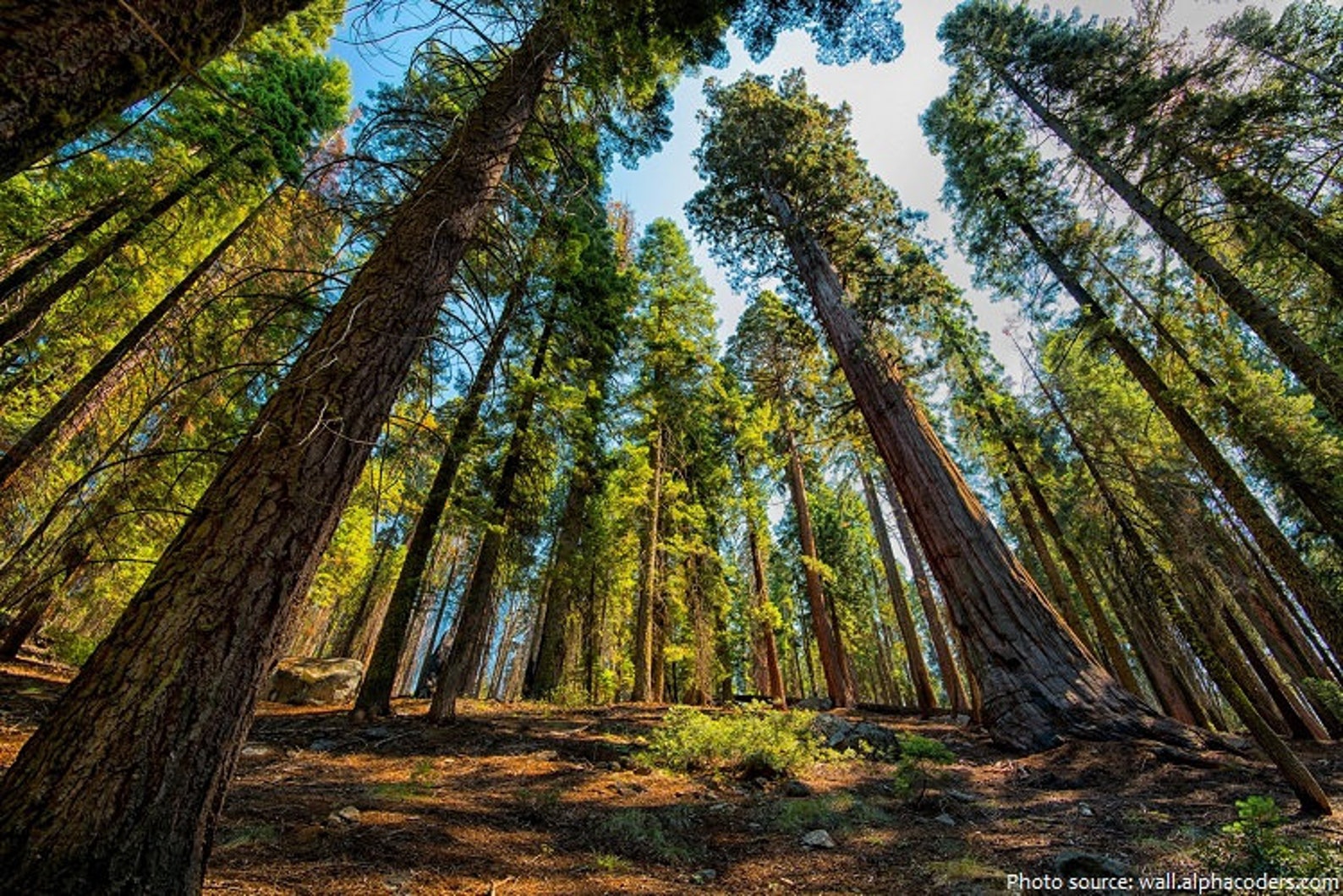 Хвойные америки. Парк Секвойя Калифорния. Секвойя парк США. Секвойя и сосна. Секвойя дерево леса.