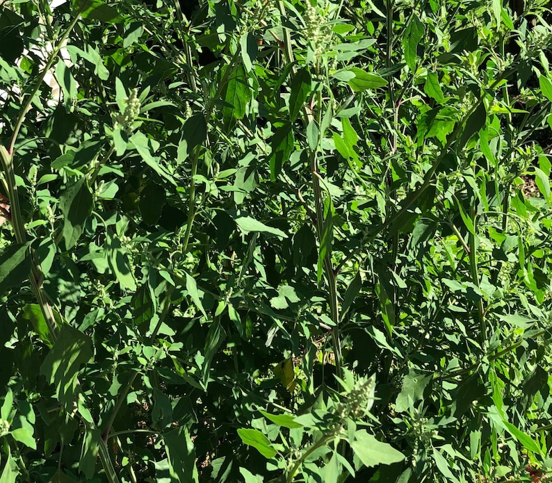 Chenopodium album Organic Lambs Quarters Seeds Fresh Harvest 100 Seeds image 5