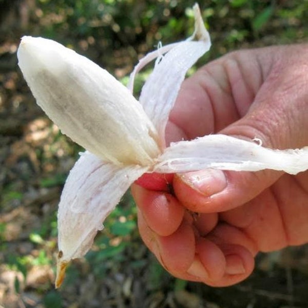 Bromelia karatas - Bromelia Taste, Piñuelas, Plumier’s Bromelia - 5 Seeds
