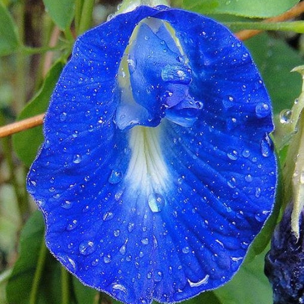 Clitoria Ternatea - Blauer Schmetterling Erbsen 10 Samen Rebstock 100% neu Bio