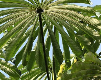Musanga Cecropioides - 5 Seeds - Corkwood or Umbrella tree