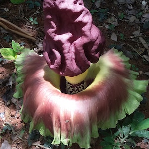 Amorphophallus Paeoniifolius Elephant Yam Perennial Tropical Aroid 5 Seeds image 6