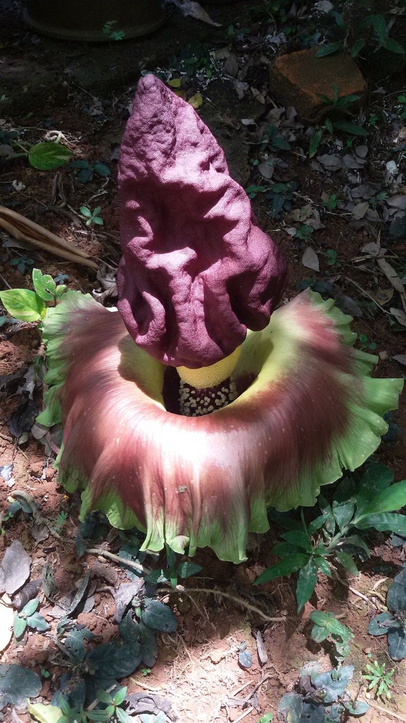 Amorphophallus Paeoniifolius Elephant Yam Perennial Tropical Aroid 5 Seeds image 6