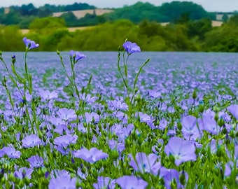 Linum Usitatissimum - Flax Blue Annual Organic - 500 Seeds