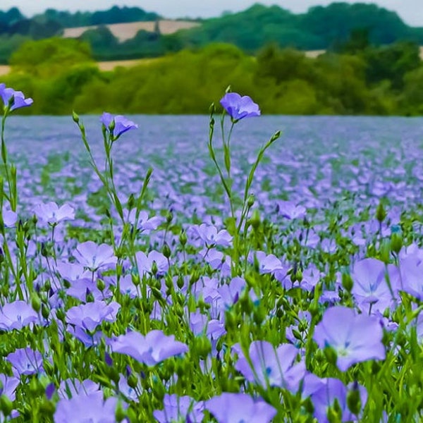 Linum Usitatissimum - Flax Blue Annual Organic - 500 Seeds